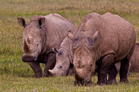 White Rhinos at Lake Nakuru