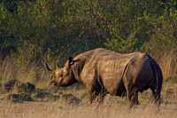 Rare Black Rhino As We Leave the Mara Triangle, Kenya