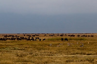 Thompson's Gazelles Being Stalked by Cheetah on the Floor of Ngorongoro Crater