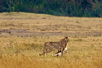 6 Cheetah Drags Prey to More Protected Area after Kill