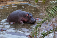 Male Hippo Has Submerged Female while Mating in a River Pool in the Serengeti