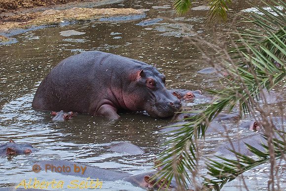 Male Hippo Has Submerged Female while Mating in a River Pool in the Serengeti