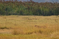 1 Cheetah Begins Her Stalking of a Thompson's Gazelle in Ngorongoro Crater