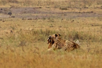 5 Cheetah Kill- Successful Take-down of Thompson's Gazelle on the Open Plains of Ngorongoro Crater