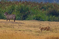 3 Cheetah Begins Wide-open Run on Thompson's Gazelle on the Open Plains of Ngorongoro Crater