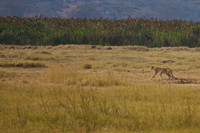 2 Cheetah Stalks Thompson's Gazelle in Open Plains of Ngorongoro Crater