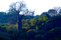 African Places and Plants