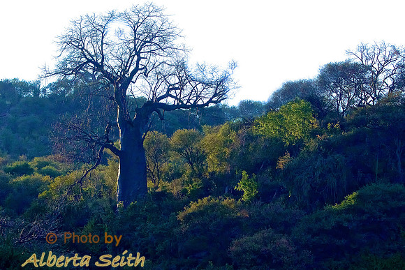 Baobab Tree-Lake Manyara