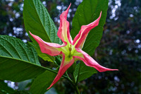 Pink Trumpet Flower at Lake Nakuru