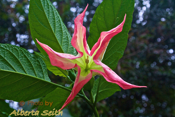 Pink Trumpet Flower at Lake Nakuru