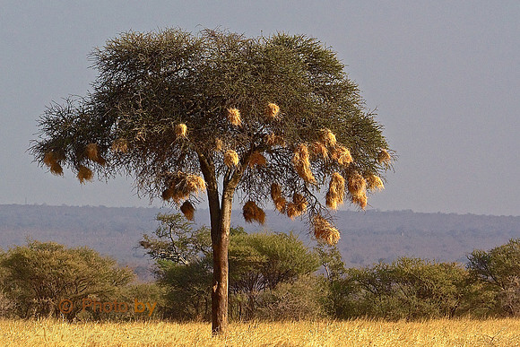 African Christmas Tree Near Tarangire National Park- Tanzania