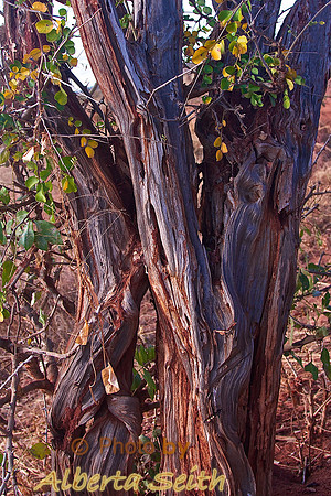 An Ebony Tree at Sunset in the Tarangire National Park