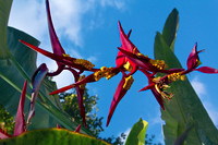 Blossom on Traveller's Palm