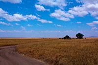 A Road Winds through the Serengeti, Passing beside Granite Kopjes