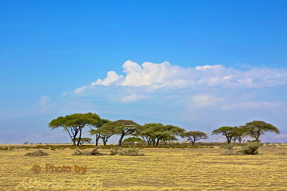 Serengeti Plains-Ngorongoro