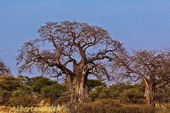 Baobab Trees dot Tarangire National Park, Tanzania