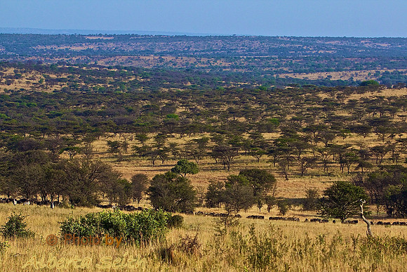 The Maasai Mara- Northern Serengeti  of Tanzania