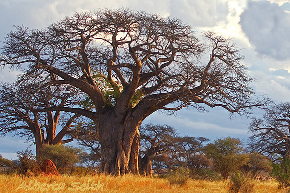 Sunlight Glows on Baobab Trees and Red Termite Mound against a Storm Cloud Backdrop in Tarangire National Park, Tanzania