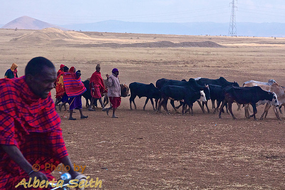 Maasai in Traditional Red and Blue Herding Cattle outside Arusha, Tanzania