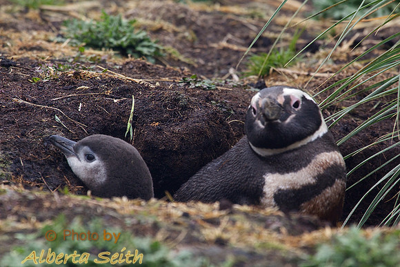 Magellanic Penguin and chick- Sea Lion Island