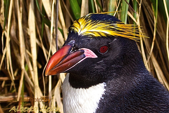 A Macaroni Penguin Sits on Her Nest in Cooper Bay, South Georgia Island