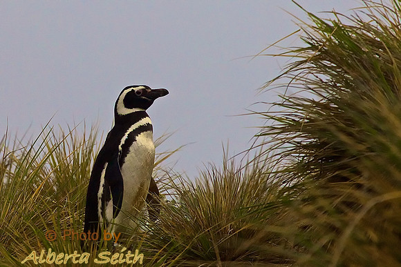 Magellanic Penguin on Sea Lion Island