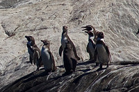 Humboldt Penguins at the Humboldt Sanctuary near Vlparaiso on Chile's Pacific Coast