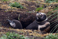 Magellanic Penguin and chick- Sea Lion Island