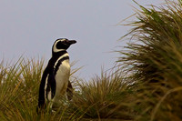 Magellanic Penguin on Sea Lion Island