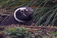 Magellanic Penguin in burrow, Sea Lion Island