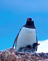 Penguins
