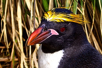 A Macaroni Penguin Sits on Her Nest in Cooper Bay, South Georgia Island
