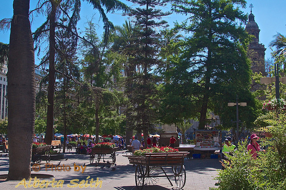 Colorful flower carts framed by Chilean Palm Trees and evergreens dot the Plaza de Armas in downtown Santiago