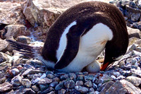 Cuuverville Island