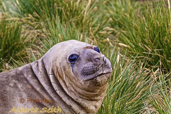 Elephant Seat at King Haakon Bay, South Georgia Island