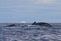 Zodiac extravaganza- First day in Antactica