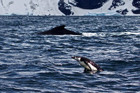 Zodiac extravaganza- First day in Antactica