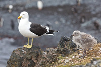 Southern Black-backed Gull and chick at Hannah Point