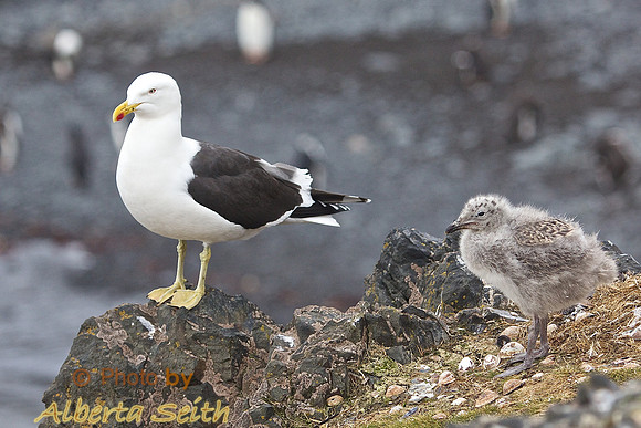 Southern Black-backed Gull and chick at Hannah Point