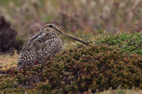 Magellanic Snipe-Sea Lion Island