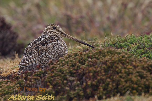 Magellanic Snipe-Sea Lion Island