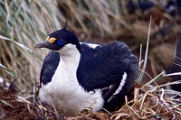 South Georgia Shag Nesting at Peggoty Bluff, King Haakan Bay, South Georgia Island
