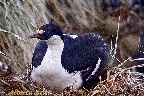 South Georgia Shag Nesting at Peggoty Bluff, King Haakan Bay, South Georgia Island