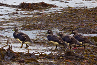 Flight Birds