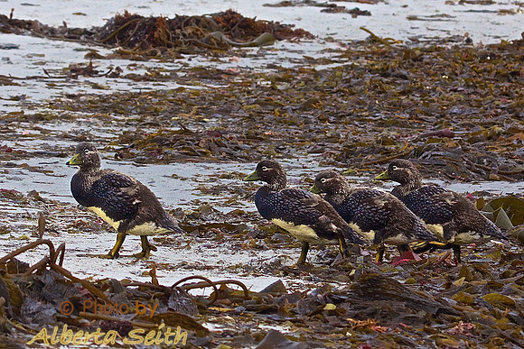 Pin Tail ducks on Sea Lion Island