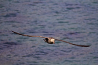 Petrel Soaring at Peggoty Bluff, South Georgia Island
