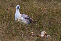 Upland Goose with chicks, Sea Lion Island