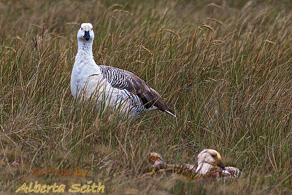 Upland Goose with chicks, Sea Lion Island
