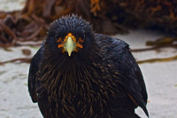 Striated Caracara on Sea Lion Island