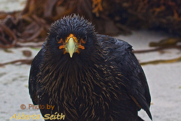 Striated Caracara on Sea Lion Island